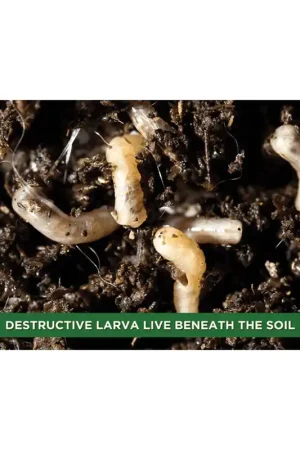 Buy Direct Orcon NEMATODES Beneficial Nematode