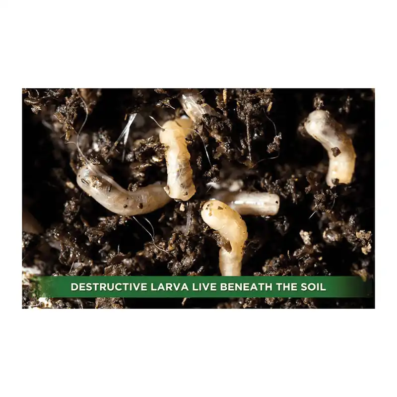 Buy Direct Orcon NEMATODES Beneficial Nematode
